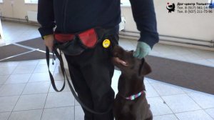 Илья и лабрадор Барни. Занятие по дрессировке (общий курс дрессировки): обучение команде рядом.