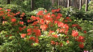 Питомник РОДОДЕНДРОНОВ в Бабите | Латвия | Rhododendron Garden