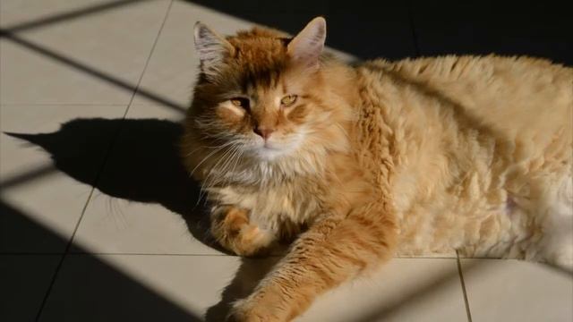 Nikon D7000 Body смотреть онлайн