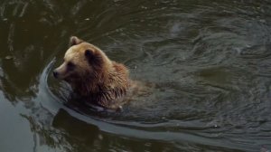Бурый медведь купается.