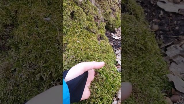 Саркосцифа алая: съедобные или нет? смотреть онлайн