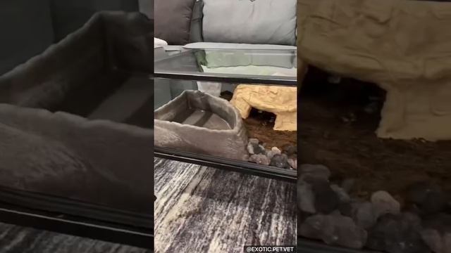 Ball Python Coffee Table Tank смотреть онлайн