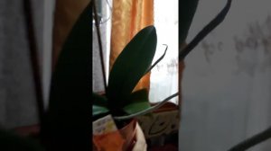 Эксперимент по размножению орхидеи черенком