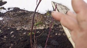 Когда весной снимать укрытие с роз.Как перезимовали мои розы.