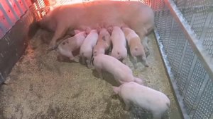 ‼️## Новоселье у свиноматки с поросятами, рацион для поросят и Лактирующих свиноматок ##‼️