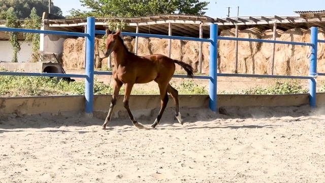 ❗️ПРОДАН❗️ Англо-Арабский жеребчик 2023г. БРИЗНАУ - ГЕКУБА смотреть онлайн