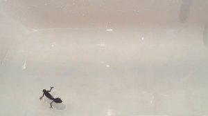 Как плавают разные животные?