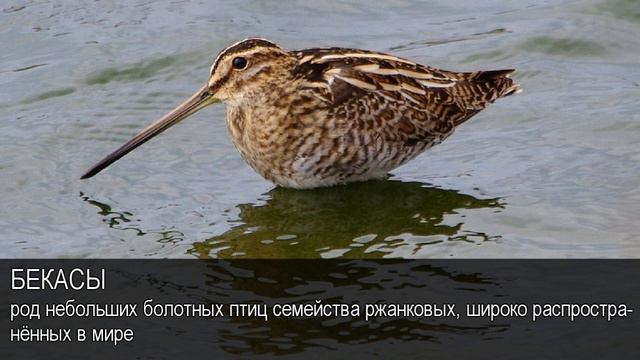 Как птицы приспособились к жизни на лугу: найдено 87 картинок