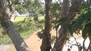 cat mom  and  Kitten learns to climb