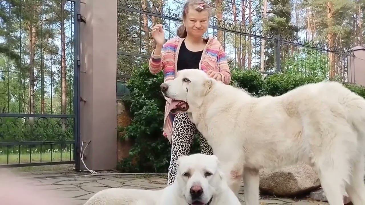 Азиат и дети. смотреть онлайн