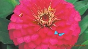 Цинния обыкновенная Роуз ? обыкновенная цинния Роуз обзор: как сажать, семена циннии Роуз