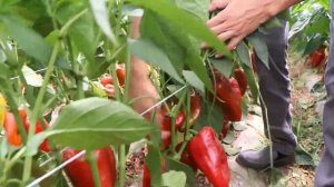 Перец Феррари вне конкуренции. Большой спрос и высокая цена. Хит 2020 года!