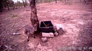 Wallaroo (Macropus robustus)