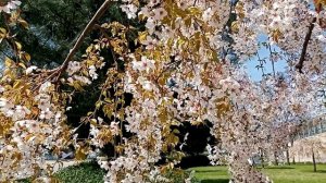 ФТ Сириус (Сочи). В Олимпийском парке цветёт вишня, апрель 2024.