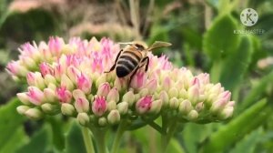 Sedum Spectabile and Bee