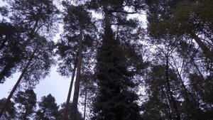 Сад на песке Елены Грошавень Октябрь 2023