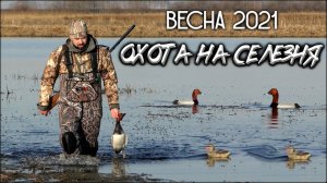 Весенняя охота на селезня | Красивая охота с подсадной уткой и селезнем