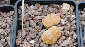 Обзор редких литопсов.Огромные литопсы.Lithops.