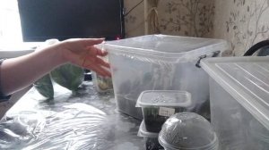 Какие я использую теплички для комнатных растений.