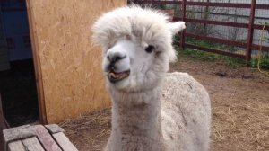 Альпака в России // Russian alpaca
