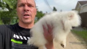 Красивый щенок шпица - купить белого шпица в СПб