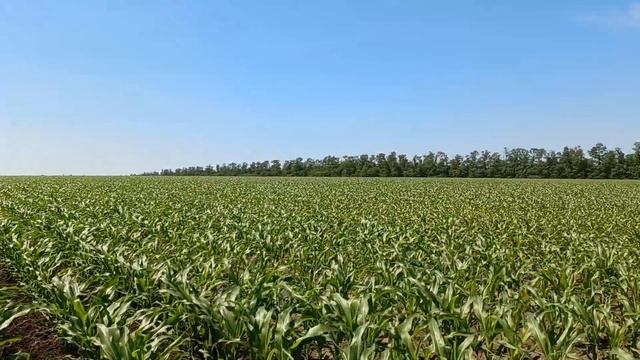 кукуруза, вторая культивация 08.06.2023 смотреть онлайн