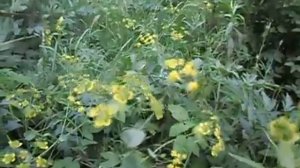 Володушка золотистая-спасение под ногами.