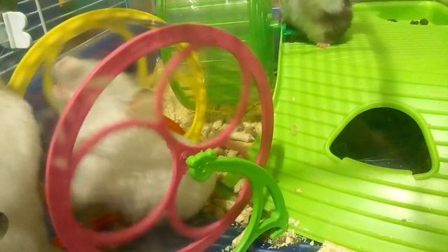 СИРИЙСКИЕ ХОМЯКИ БЕЛОЖНЕНЫЕ | Хомячуля: Secret Life Hamster - Pets