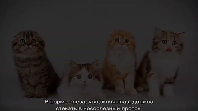 Шотландский кот: описание породы и характер