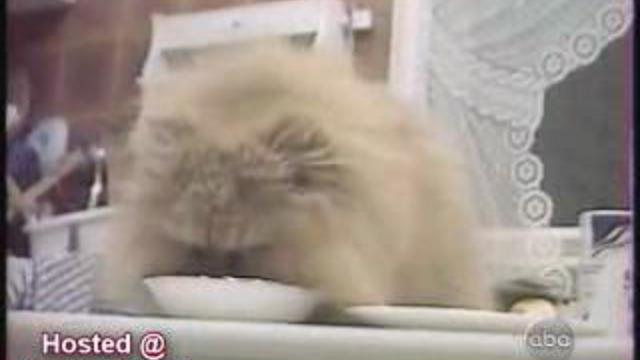 сборник приколов с катами смотреть онлайн