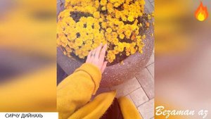 Малика Уцаева Сирчу Дийнахь?