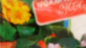 А ваш #фикус болеет?