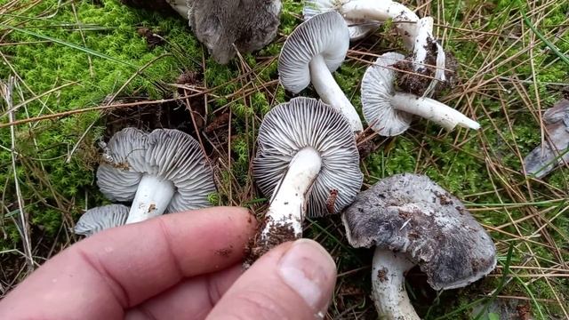 Tricholoma terreum (tricholoma myomyces) fungo velenoso??? смотреть онлайн