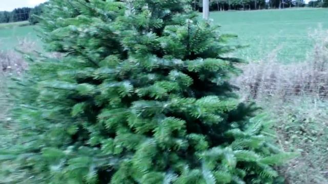 16 642 Пихта Нордмана в горшке 1.60 – 1.80 м. смотреть онлайн