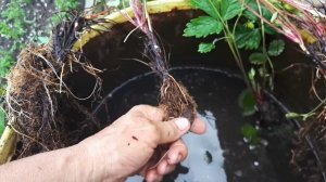 Делением куста размножим землянику.