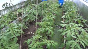 Заглубленная теплица  Белгород