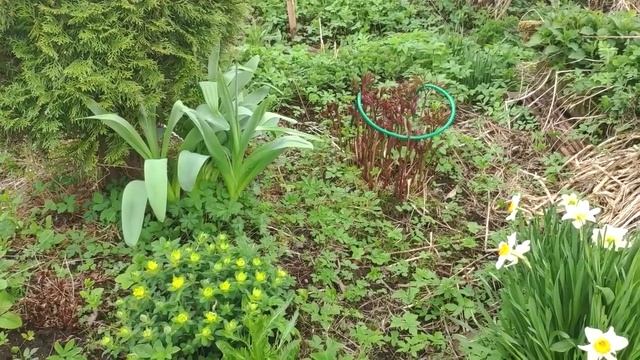 САМОВАР РАСТАПЛИВАЮ НА ШИШКАХ / ОБЗОР ДАЧИ 15 МАЯ смотреть онлайн