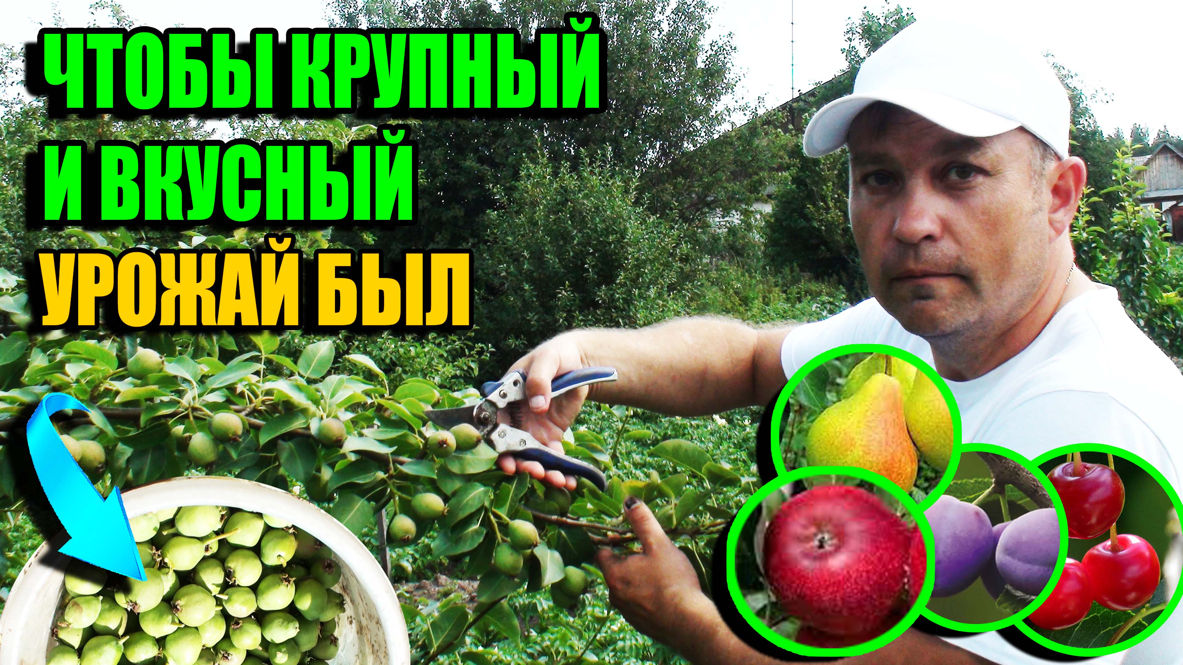 НОРМИРОВКА УРОЖАЕМ ПЛОДОВЫХ ДЕРЕВЬЕВ (ЯБЛОНЯ, ГРУША) И КУСТАРНИКОВ. ЭКОСАД (ОГОРОД) И ТЕПЛИЦА 22-27