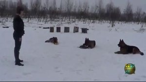 Немецкие Овчарки  Курс дрессировки  Команда МЕСТО