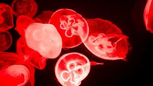 Медузы аквариум музыка релакс 204.