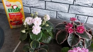 Фиалки как с выставки/Удобрение ETISSO