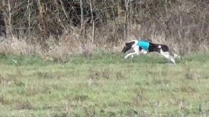 Осенний  Марафон 2019г часть 1 (испытания борзых)