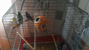 Волнистые попугаи. Кормление, уход, содержание. Бони и Клайд.