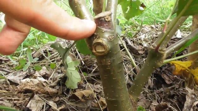 Летняя прививка яблони (окулировка) - результат прививки через год