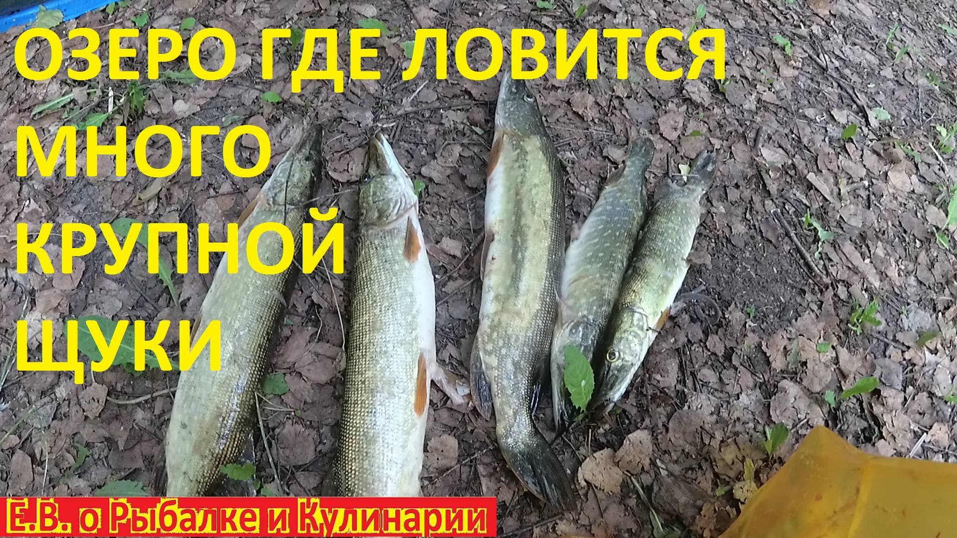 СЛАБОНЕРВНЫМ НЕ СМОТРЕТЬ НАШЕЛ ОЗЕРО ГДЕ КРУПНАЯ ЩУКА КЛЮЕТ ПРИ КАЖДОМ ЗАБРОСЕ БЕЗ ОСТАНОВКИ