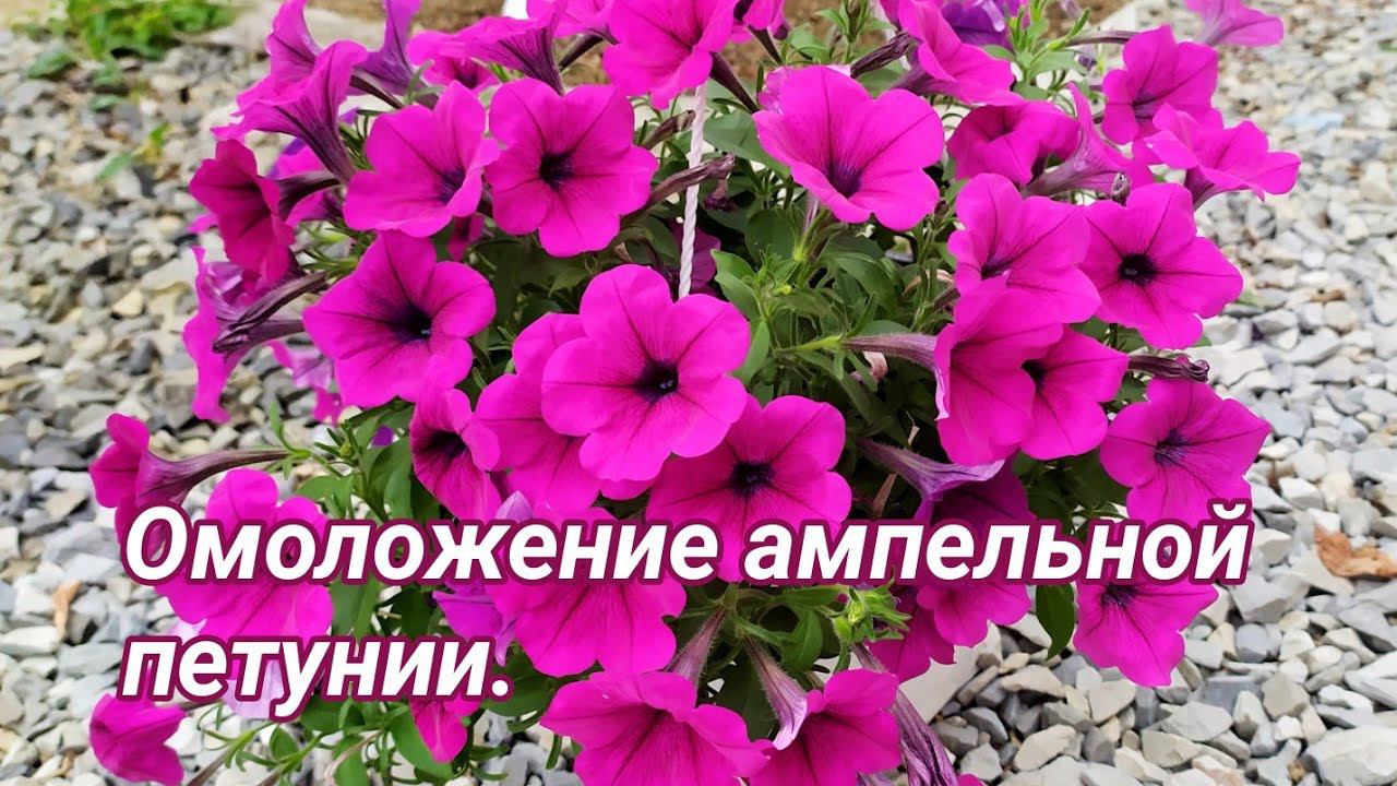 Ампельная петуния. Уход летом: стрижка,  пересадка,  подкормки и обработки.