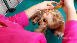 Прическа для собаки за 3 минуты.   На примере йоркширского терьера.