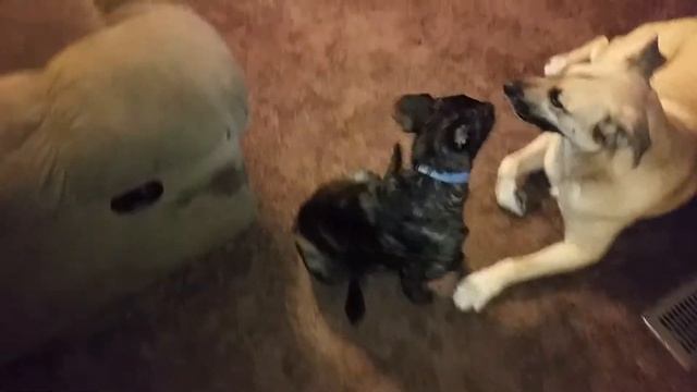 I'm think'N crazzzzy like a Monster... Java! Cause she's like a coffee caffeine kinda cdazzzzzy!!! смотреть онлайн