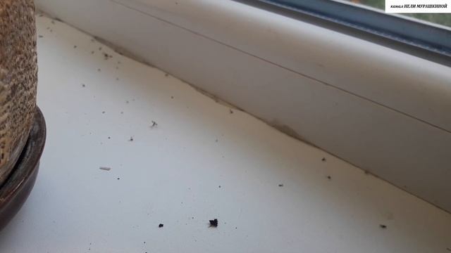 Как ЛЕГКО и ПРОСТО, а главное ДЁШЕВО, избавиться от ГРИБНЫХ КОМАРИКОВ (сциарид). смотреть онлайн