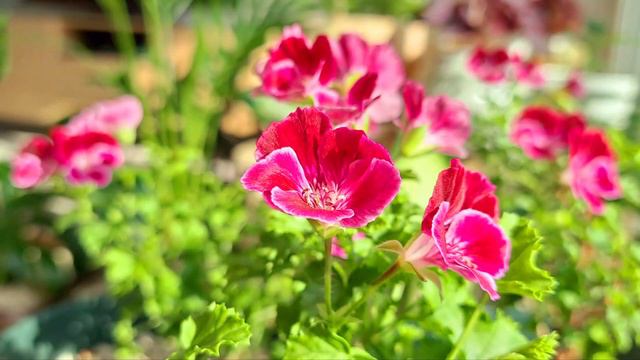 #초록멋쟁이 #겨울❄️ Pelargonium, AngelEyes Randy 삽목하여 목질화된 랜디 따스한 햇빛 아래 옹기종기 모아 주었어요 смотреть онлайн
